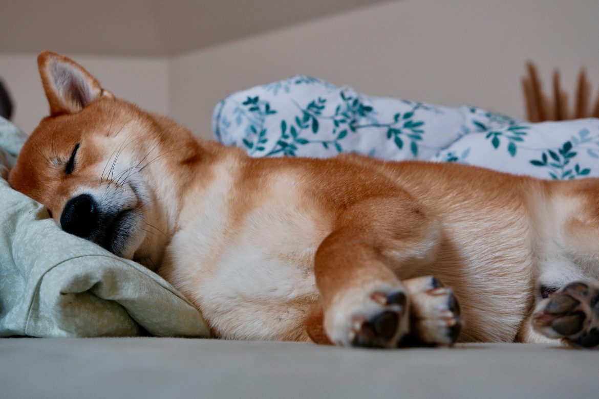 Shiba Inu Might Be 'Dead And Sleeping', But Not For Long, Crypto Expert Says